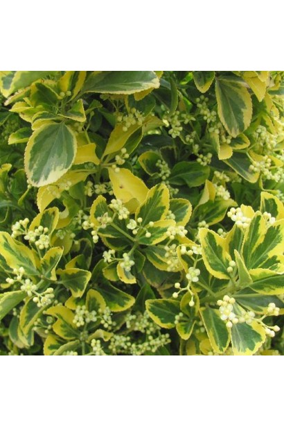 Euonymus japonicus ’Aureus’ квіти